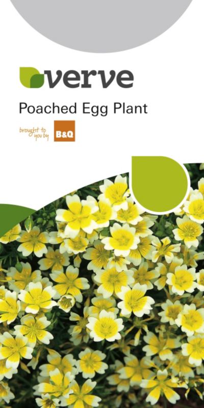 BampQ Poached Egg Plant Limnanthes Douglasii Yellow Flowers With White Edging