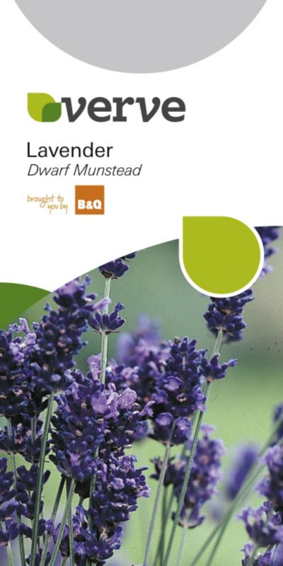 BampQ Lavender Dwarf Munstead Lavender