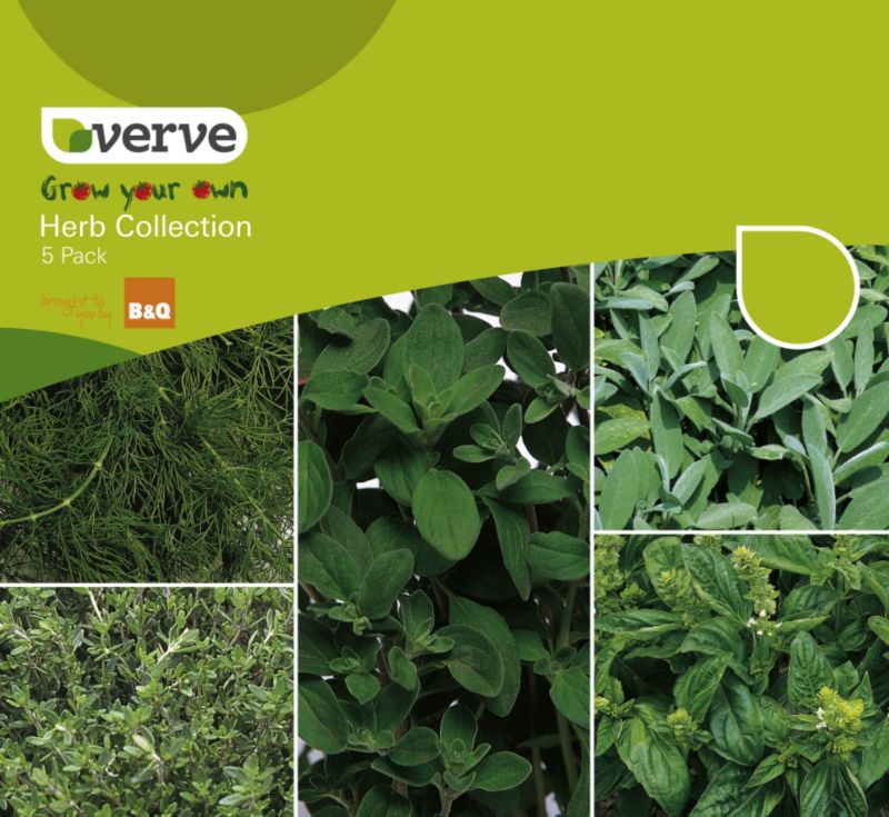 Verve Grow Your Own Herb Collection
