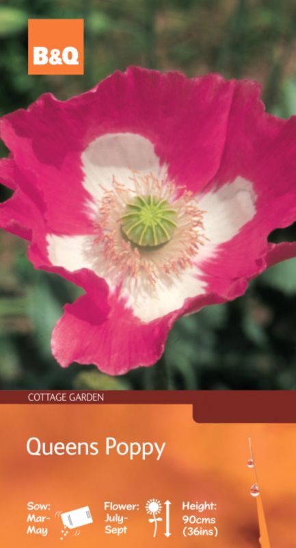 Bandq Queens Poppy Deep Rose-pink With White Centre