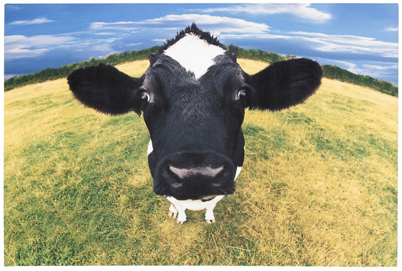 Colours by BandQ by BandQ Cow Printed Canvas Multi