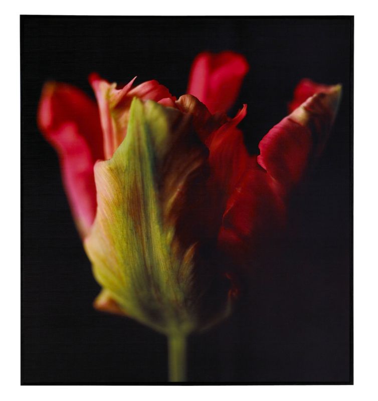 Colours by BQ Box Print Red Tulip 70x63cm