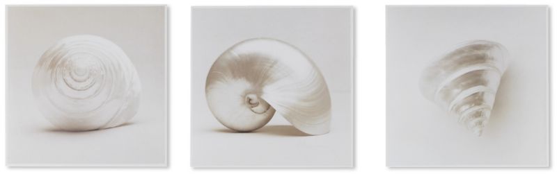Alternative image for Box Art Set Of 3 Shells 20x60cm