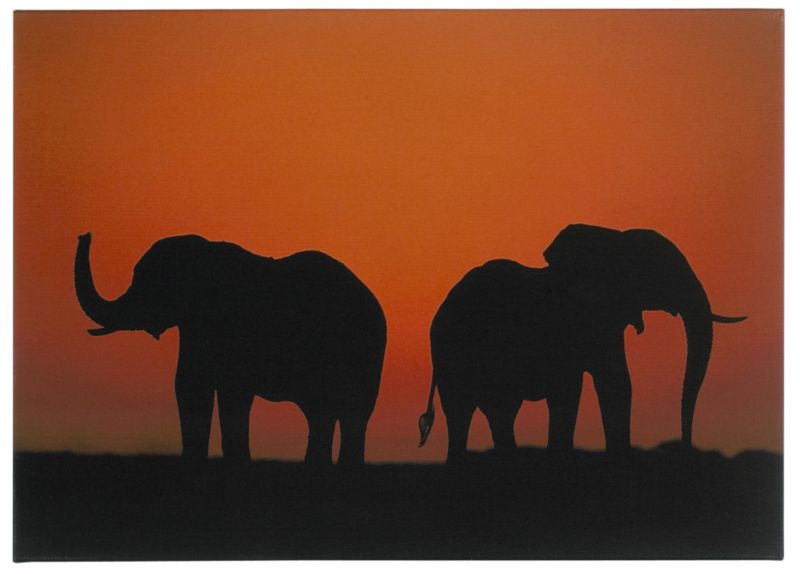 Colours by BandQ Elephants Printed Canvas H 50cm x W 70 cm