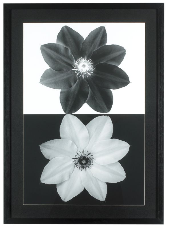 Colours by BampQ Clematis Framed Print Black amp White H73 x W53 cm