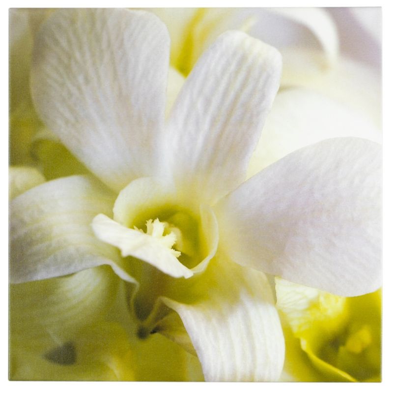 Colours by BampQ Green Orchid Canvas H50 x W50 cm