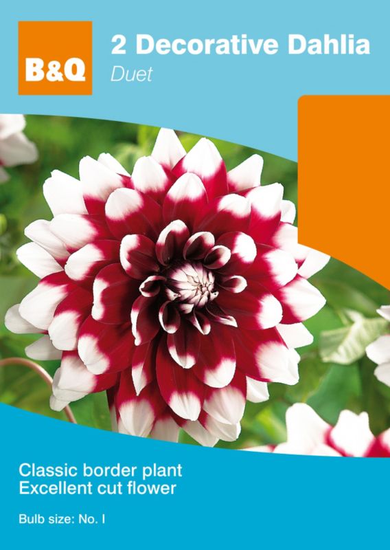 Decorative Dahlia Duet