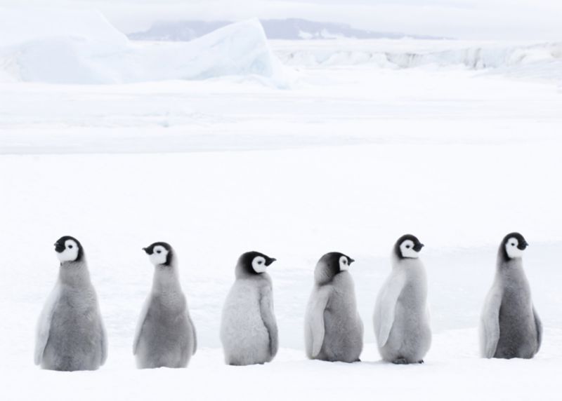 BampQ Colours Penguin March Printed Canvas W50 x L70cm