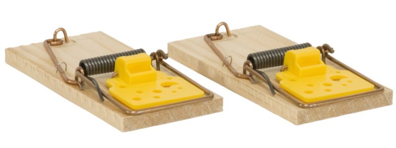 BandQ Value Mouse Trap Pack of 2