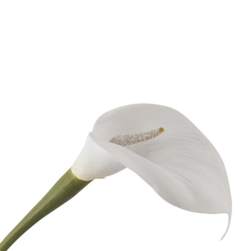Calla Lily Cream