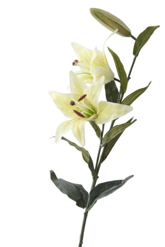 Asiatic Lily Yellow