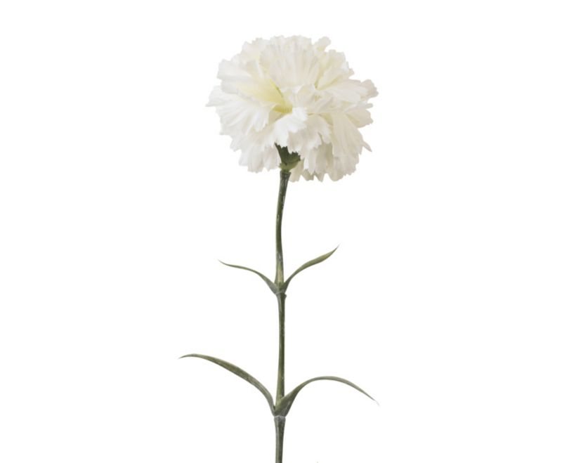 Carnation Spray Cream