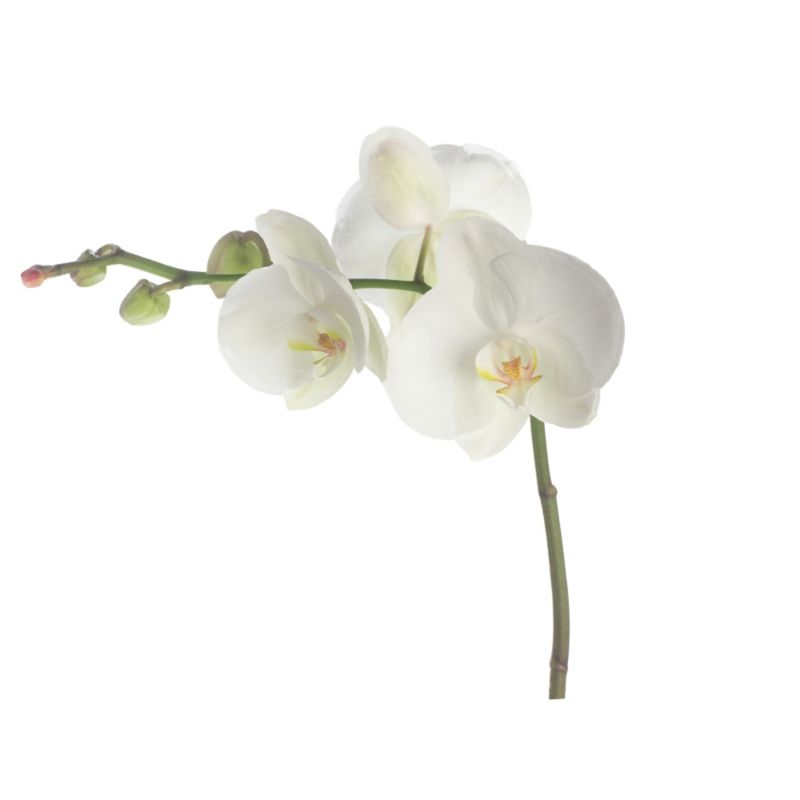 Orchid Giant Wall Sticker