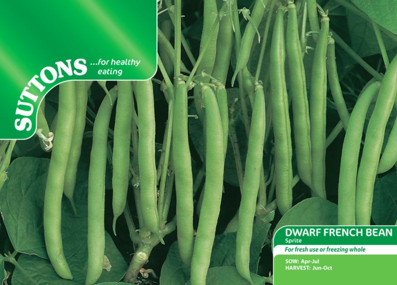 Suttons Dwarf French Bean Sprite