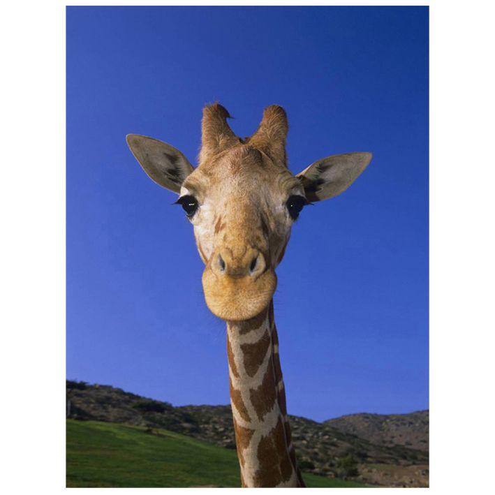 Giraffe Canvas W40 x L60cm