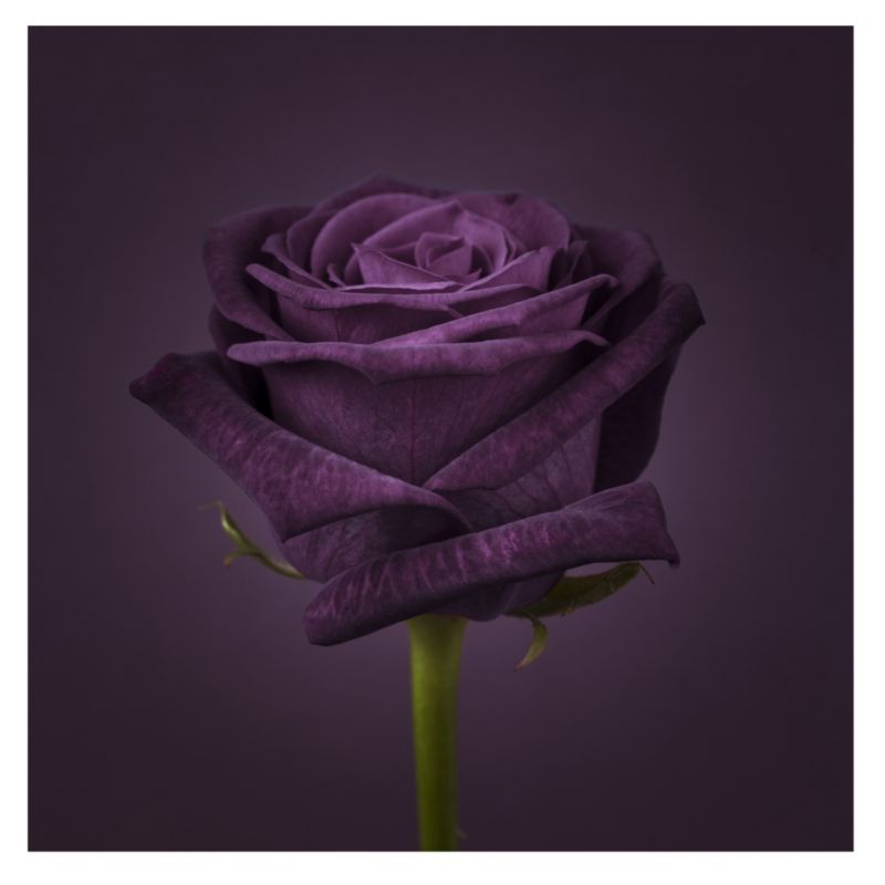 Colours By BandQ Lacquer Art Purple Rose W60 x L60cm