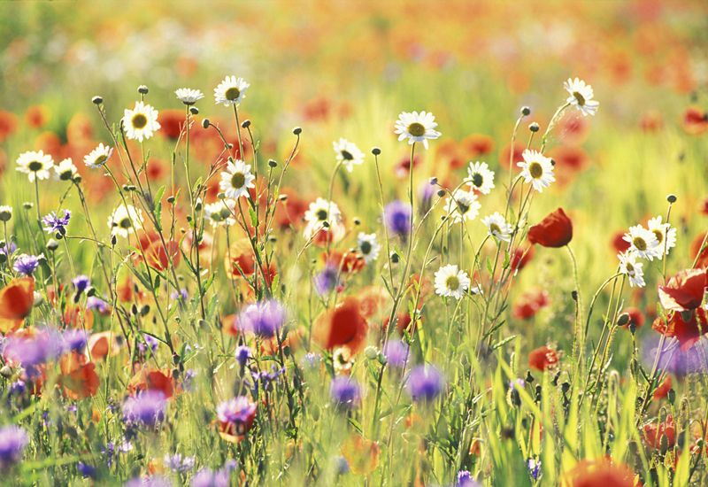 Meadow Print W40 x L50cm