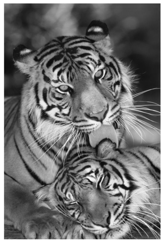 Tigers Print W40 x L50cm