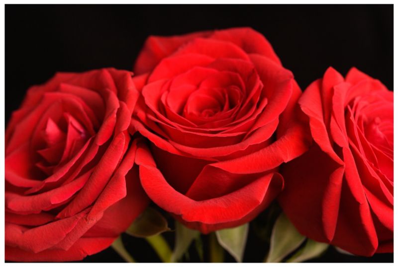 3 Red Roses Print W60 x L80m