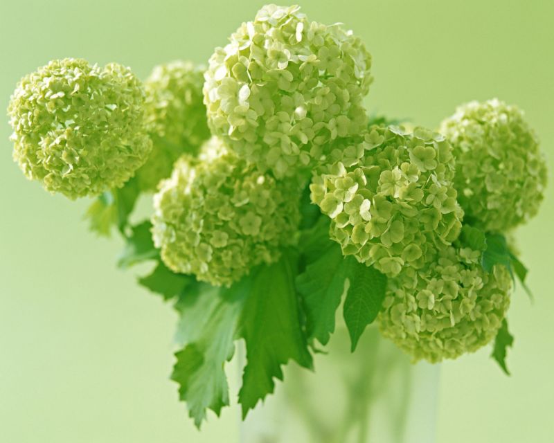 Colours 8220Green Hydrangea Vase8221 Printed Canvas