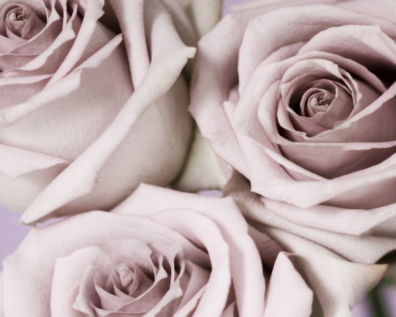 Colours 8220Soft Pink Petals8221 Printed Canvas