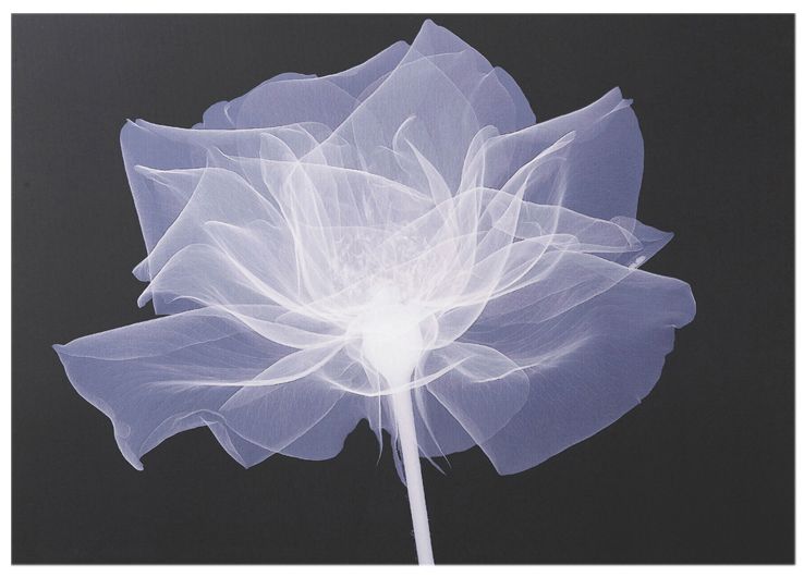 X Ray Printed Canvas BlackWhite 70x50cm