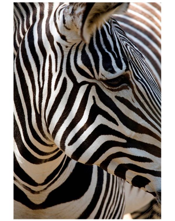 Zebra Print Printed Canvas BlackWhite 50x70cm