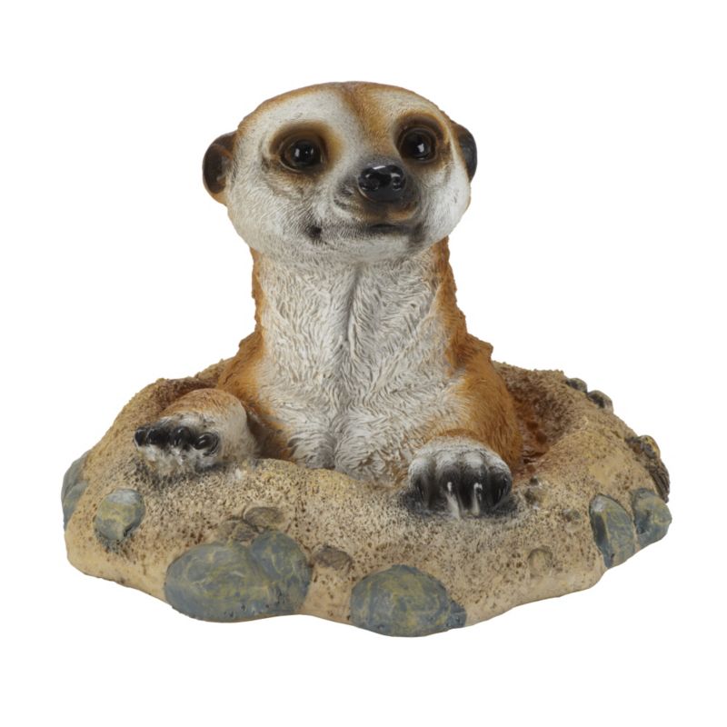 Meerkat Coming Out Of Hole