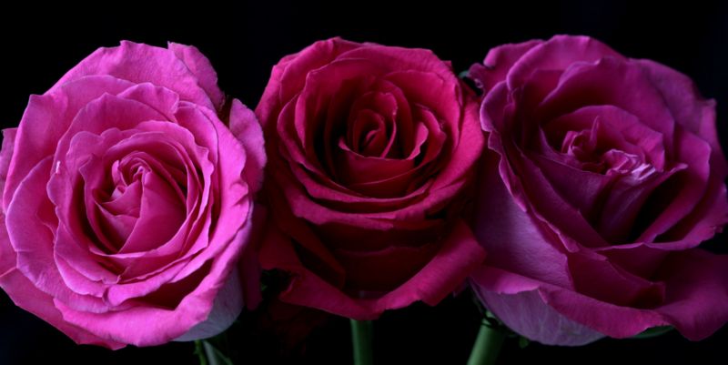 Purple Roses Printed Canvas W40 x L100cm