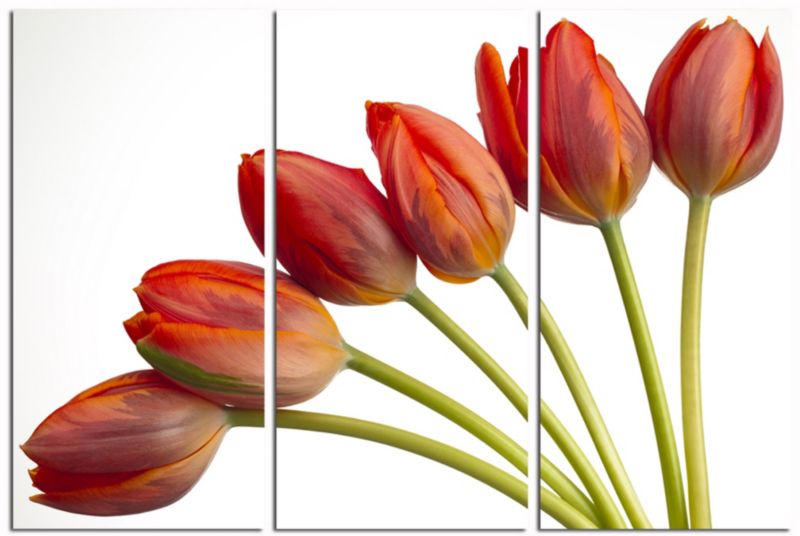 Large Red Tulip Printed Canvas W120 x L90cm
